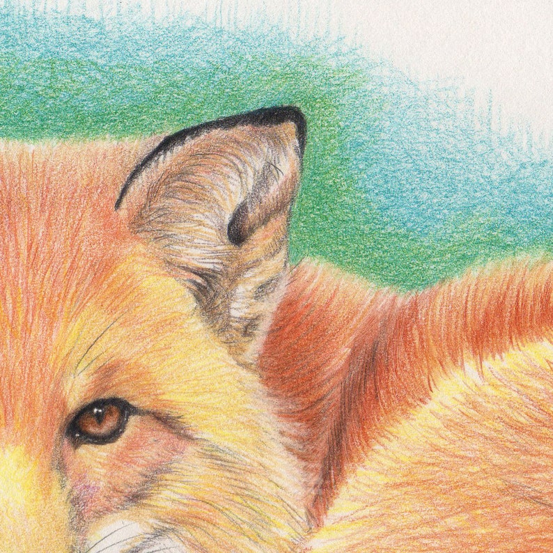 Fox 8x10 from my original drawing