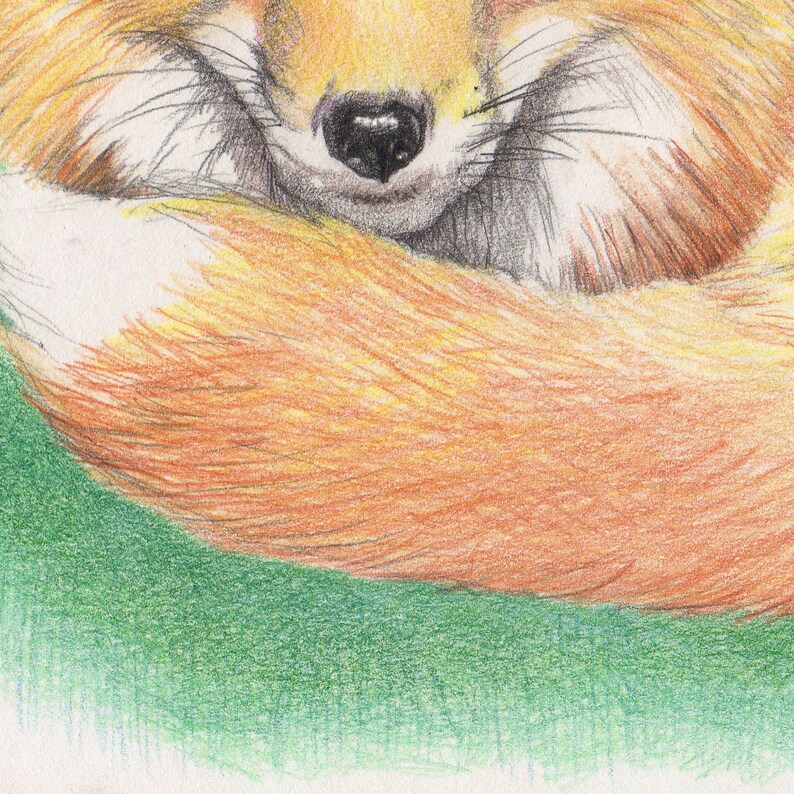 Fox 8x10 from my original drawing