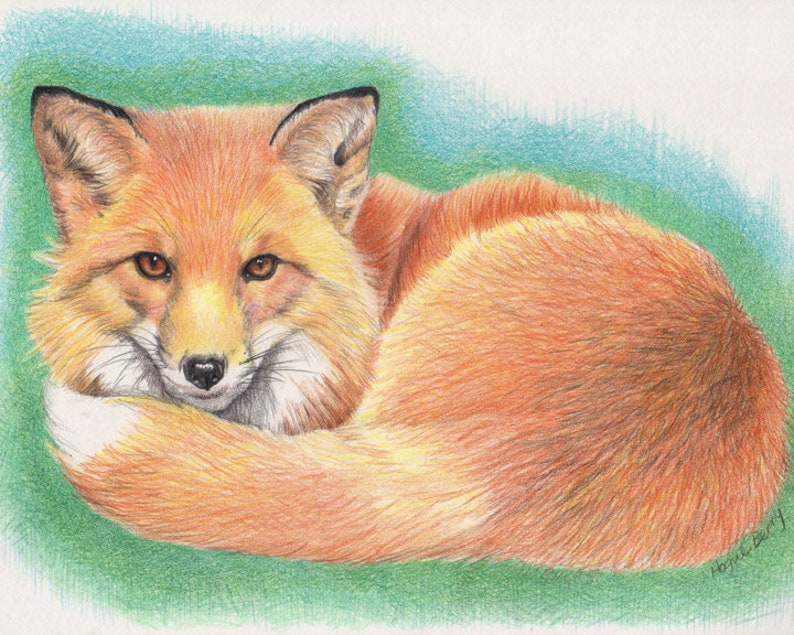 Fox 8x10 from my original drawing