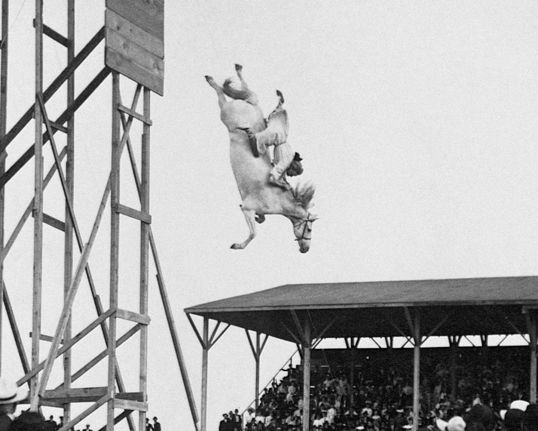 Diving Horse Print Vintage Horse Diving Photo Print 1905 Etsy