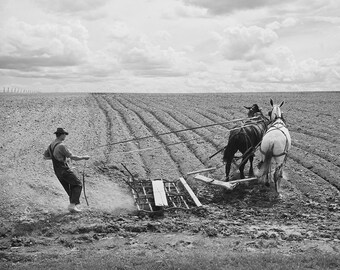 農作業のプリント、農夫が畑を耕し、土を準備する、白黒写真、1941年