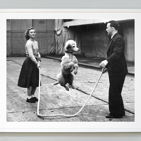 Poodle Jump Rope Print, French Poodle Print, Vintage Style, Black and White Photo, Museum Quality Photo Art Print
