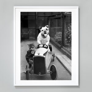 Bulldog en kat rijden een auto print, dierenvrienden, grappige print, zwart-wit vintage foto, museum kwaliteit fotokunst afdrukken