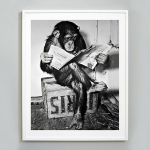 Scimpanzé che legge la stampa del giornale, il business delle scimmie, la stampa divertente, la foto vintage in bianco e nero, la stampa artistica fotografica di qualità del museo