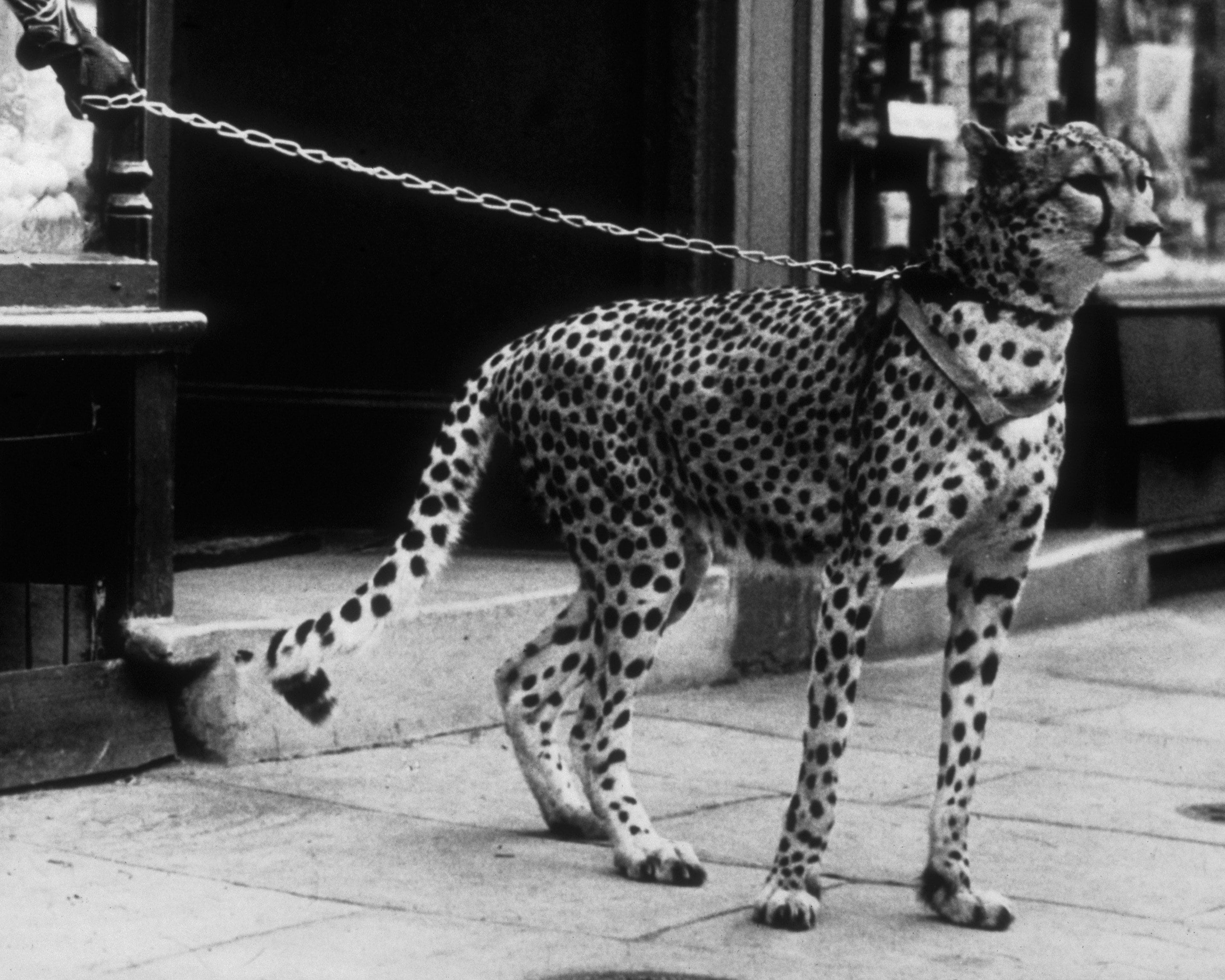 Fascino art déco poster – Sillystroke, image size:2872x2298