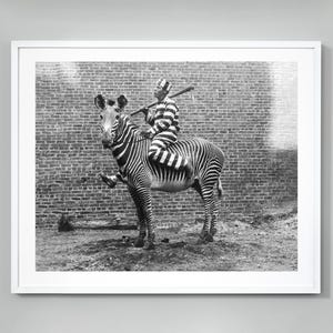 May include: A black and white zebra with a person in a striped outfit riding on its back. The zebra is standing on a brick surface.