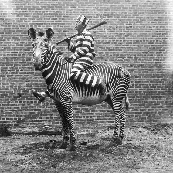 Zebra Prison Break Print, Comic Criminal, Vintage Art Photo