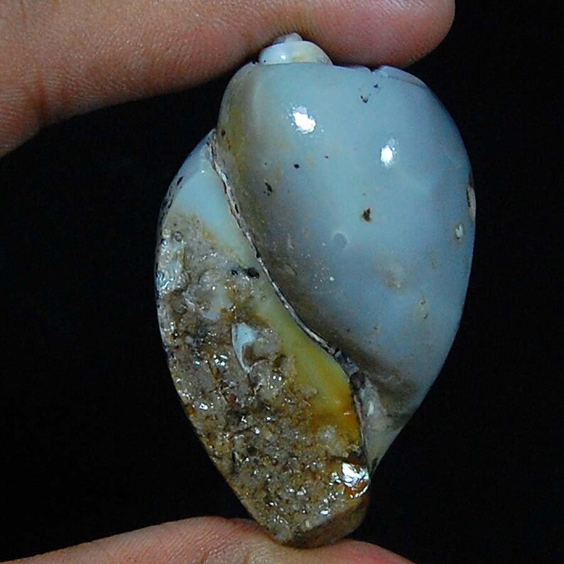 AAA Vintage Old 100/% Natural Fossilized Shell Natural Gemstone Fancy Shape S 273 Ct 52X33X28 MM Loose Gemstone Cabochon Fossil Cabochon