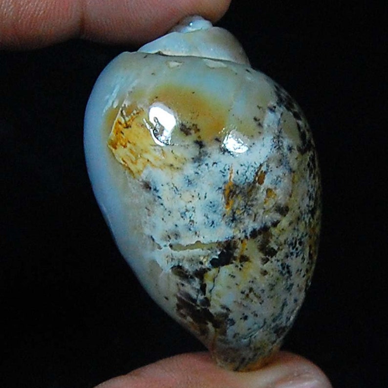 AAA Vintage Old 100/% Natural Fossilized Shell Natural Gemstone Fancy Shape S 273 Ct 52X33X28 MM Loose Gemstone Cabochon Fossil Cabochon