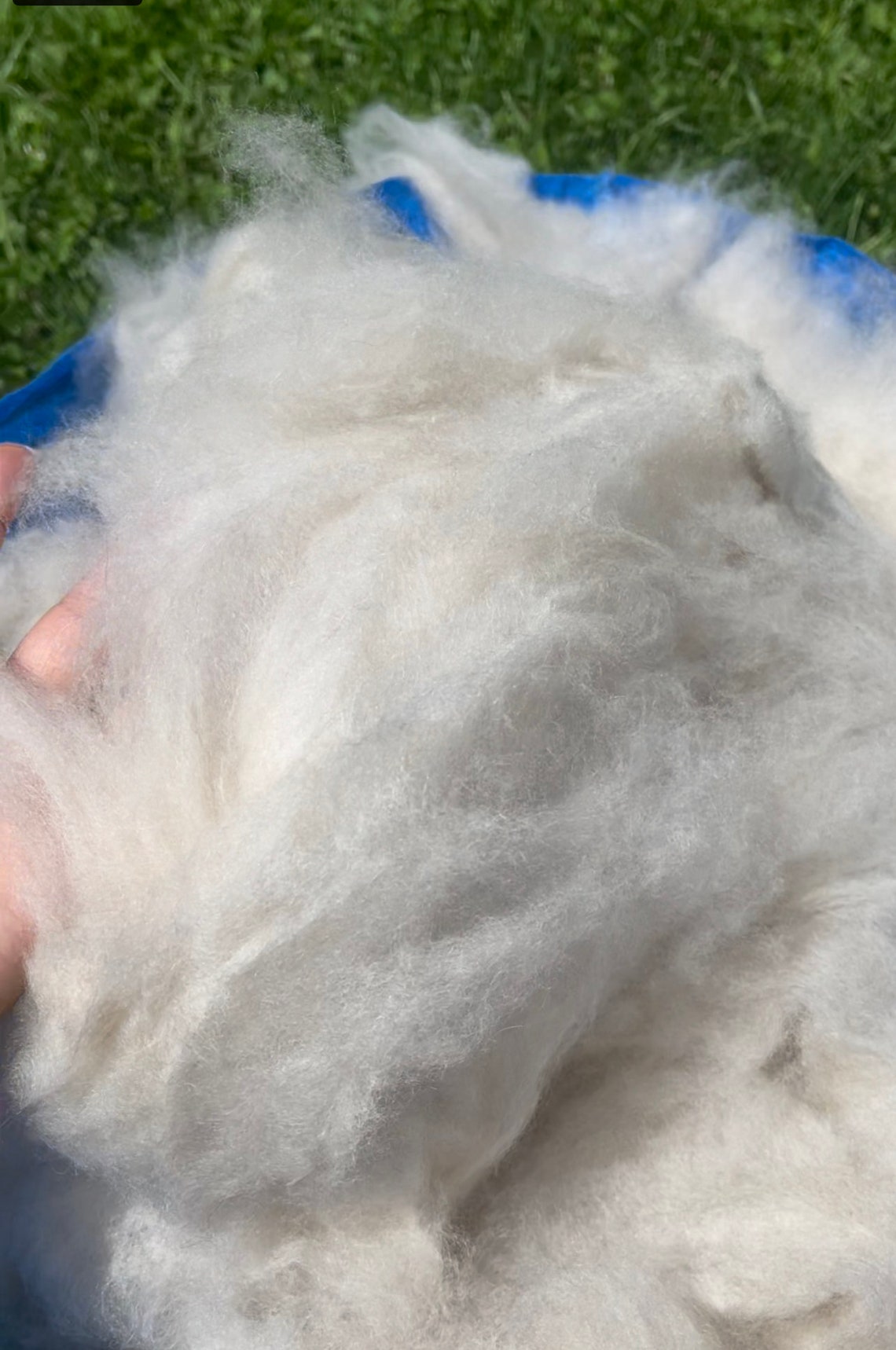 100 CASHMERE DOWN fiber 1 pound Etsy