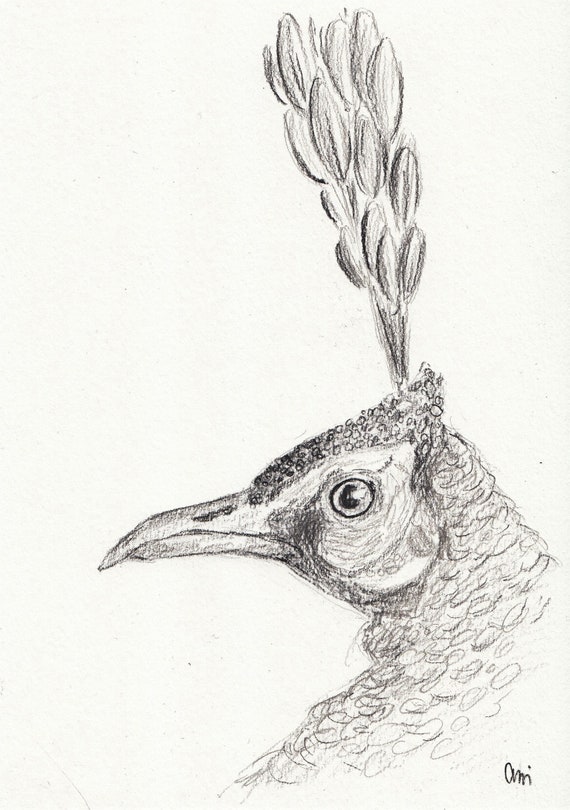 Peacock Charcoal Drawing Etsy