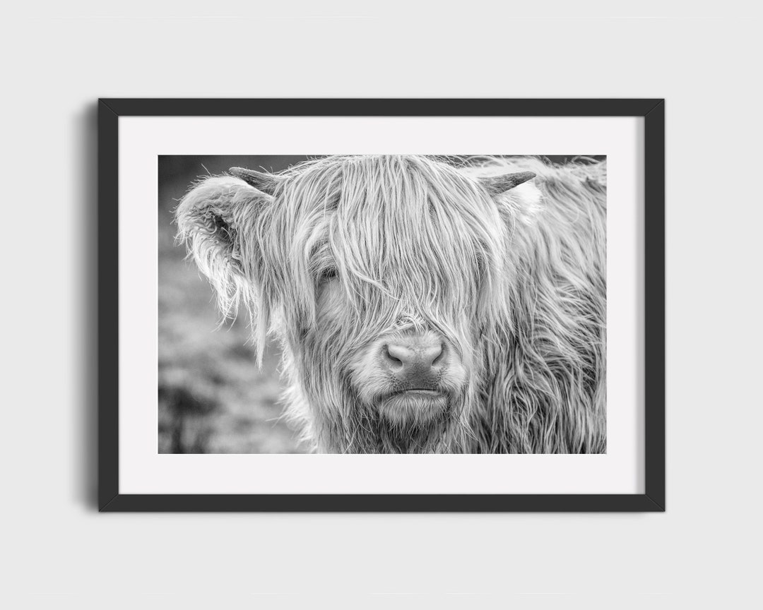Highland Cow Print Cow Gift Scottish Highland Coo Highland Etsy UK