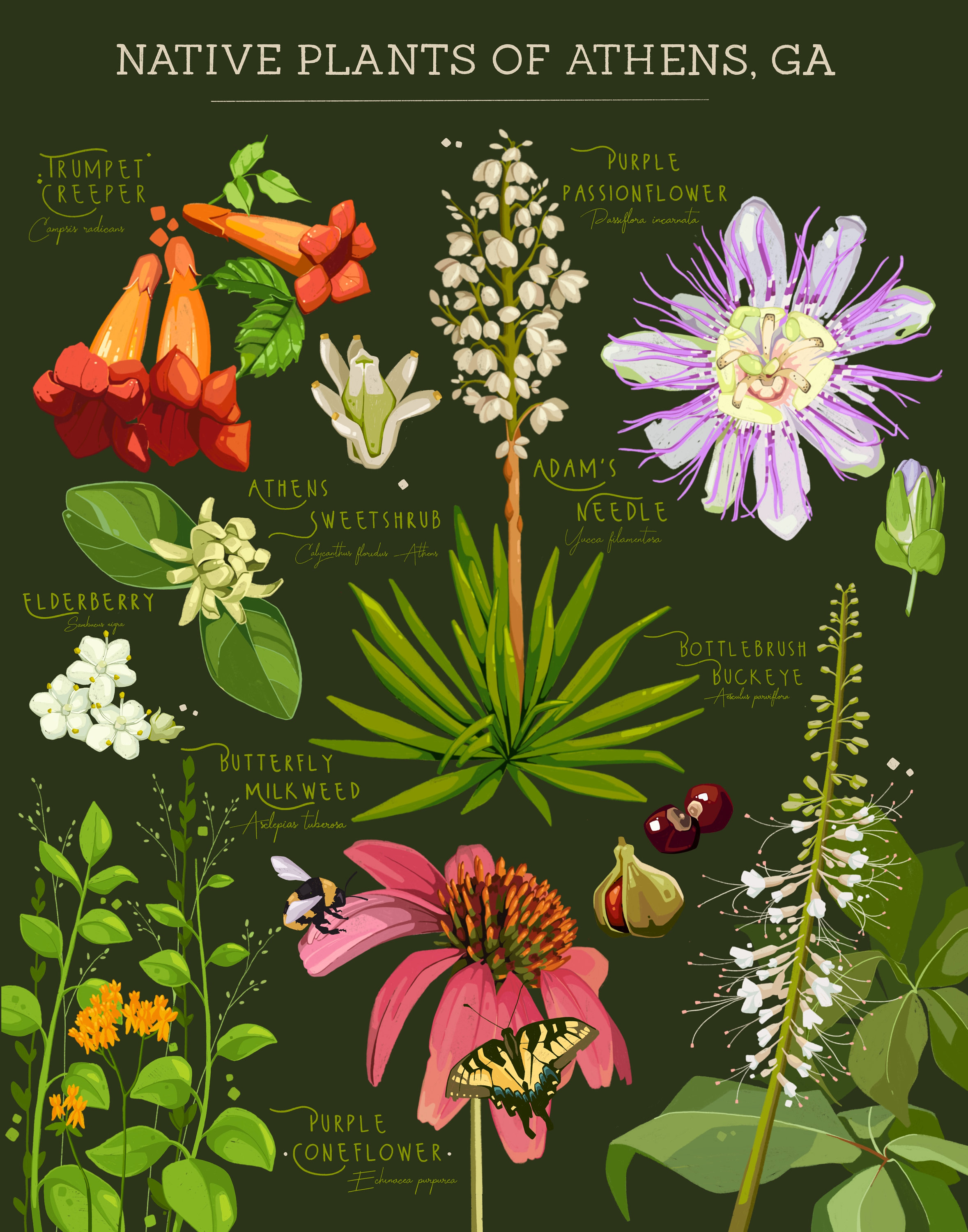 Native Plants of Athens 11x14 Print