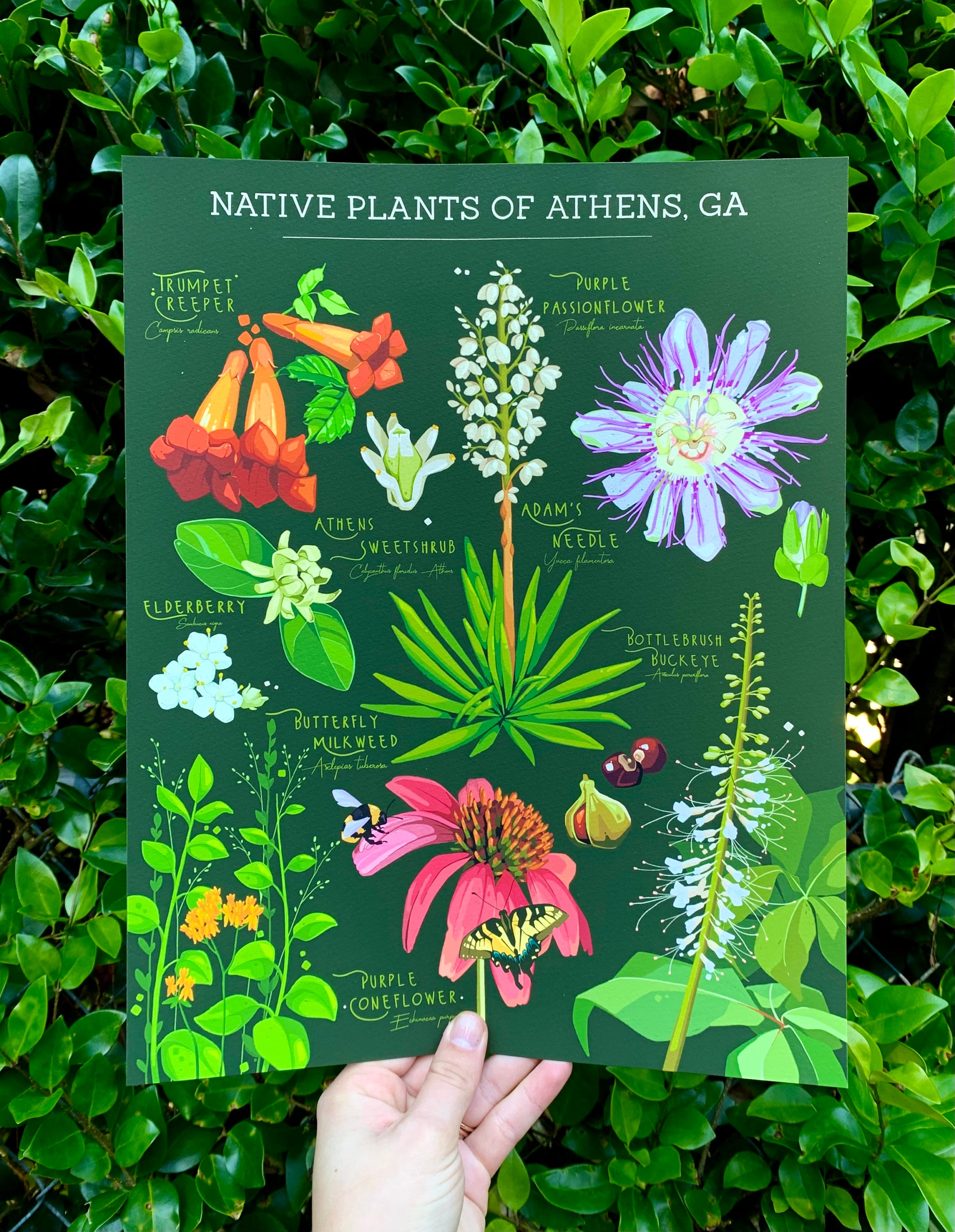 Native Plants of Athens 11x14 Print - Etsy