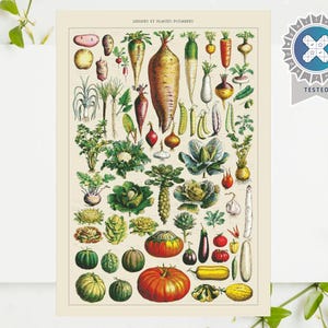 Pode incluir: Uma impressão botânica vintage com uma variedade de vegetais coloridos, incluindo cenouras, abóboras e couves. A impressão tem um fundo creme e é rodeada por flores brancas e folhas verdes. A impressão é rotulada como "PLANTES POTAGÈRES".