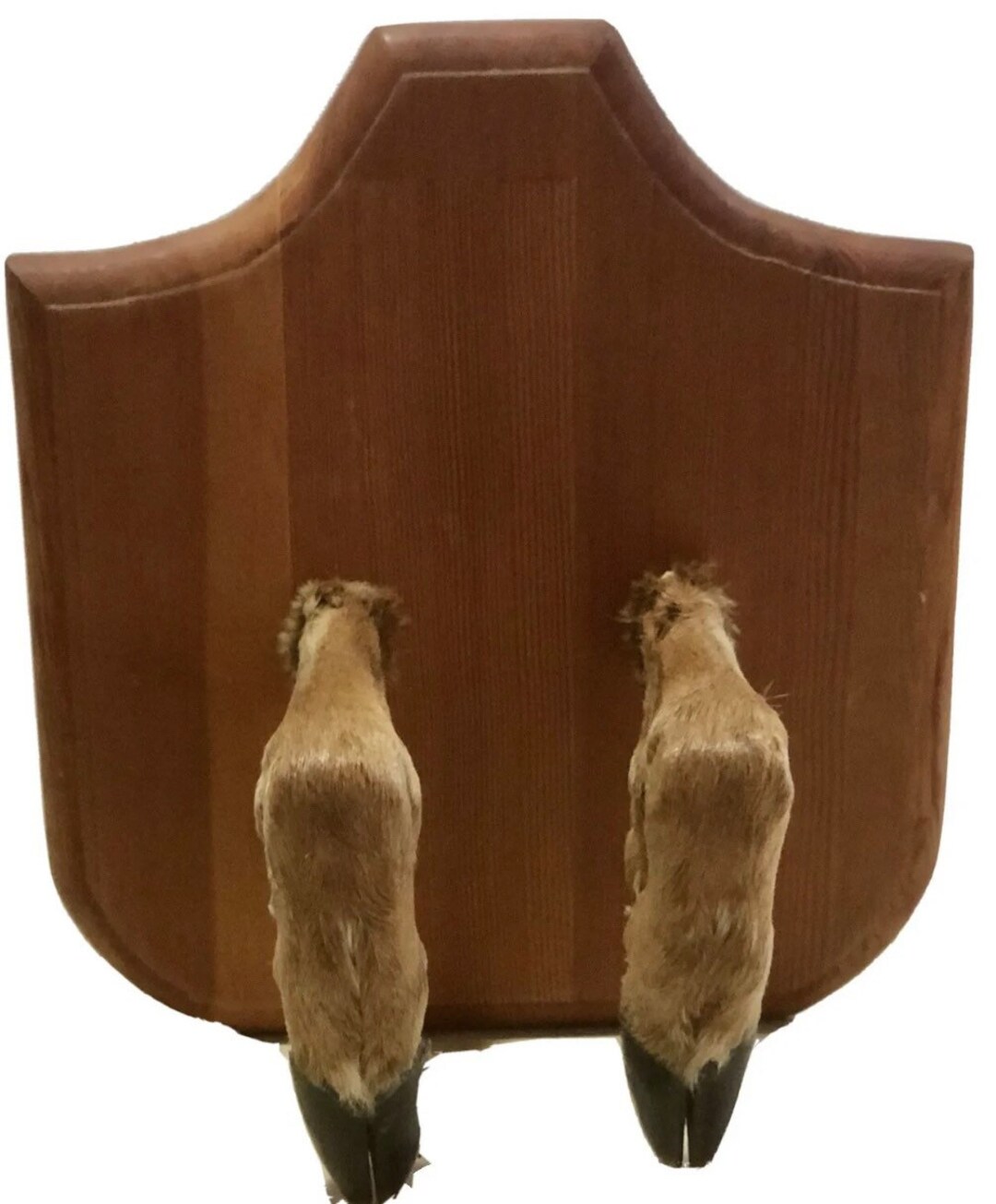 Taxidermy Deer Hoof Feet Mirrord Gun /hat Rack on Wooden Plaque Etsy
