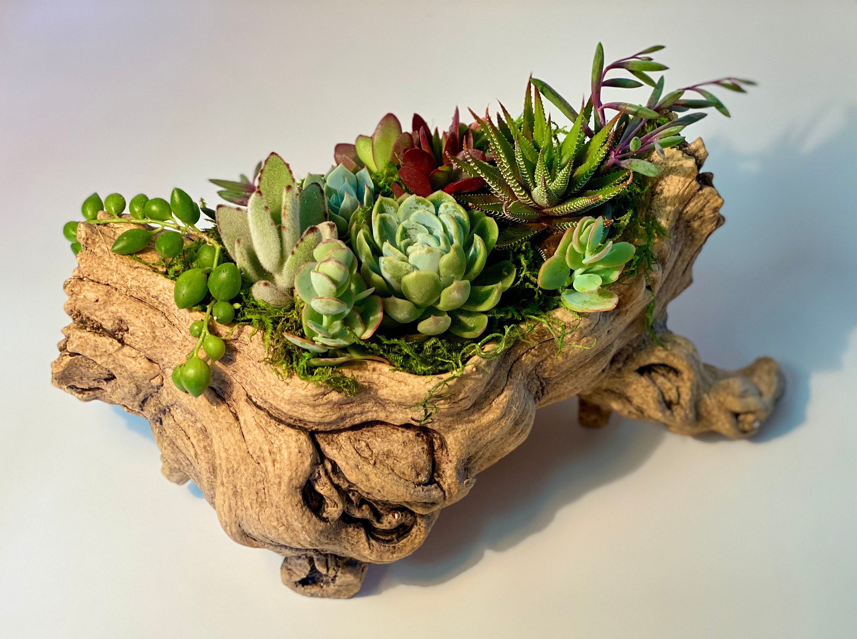 Live Succulent Arrangement Succulent Gift Succulent Etsy