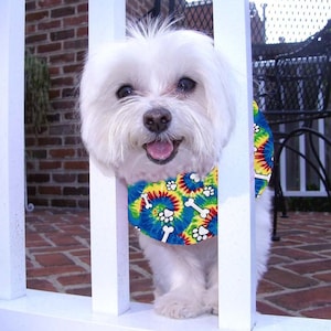 May include: A white Maltese dog wearing a colourful tie-dye bandana with white bone and paw prints. The dog is looking at the camera and smiling.