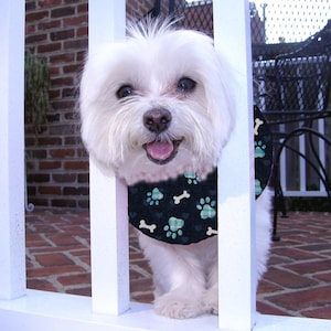 May include: A white Maltese dog wearing a black and teal bandana with paw prints and bone designs. The dog is looking at the camera and has its tongue sticking out.