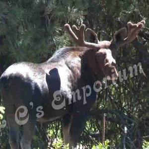 Bull Moose Photo 14&quot;x 11&quot;