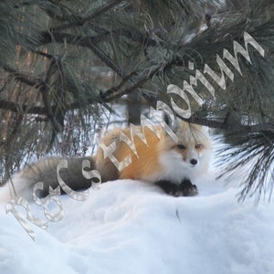 Fox in winter Photo