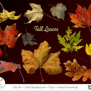 May include: A collection of colorful fall leaves in various shapes and sizes, including maple and oak leaves, against a dark red background. The text "Fall Leaves" is displayed in elegant script. The image also includes the text "Clip Art", "Clear Background", "Instant Download", and "12 PNG".