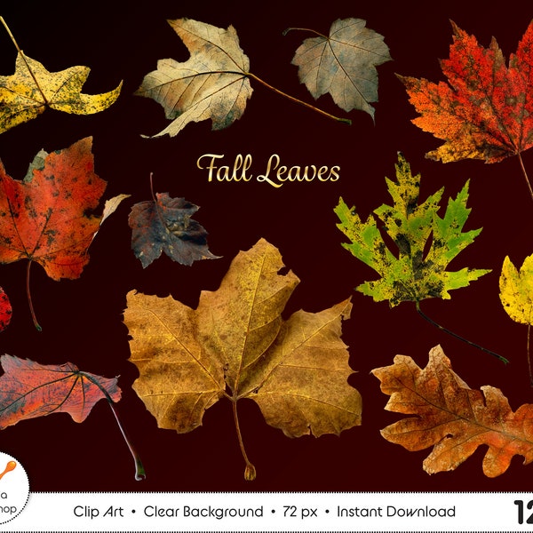 Fall leaves clipart, Thanksgiving png, instant download Autum leaves bundle, oak, pine, maple leaf clip art overlay, Fall printable files