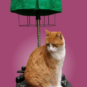 Puede incluir: Un gato jengibre y blanco sentado en un soporte de metal negro con ruedas. El soporte est&aacute; cubierto con un maniqu&iacute; de tela verde.