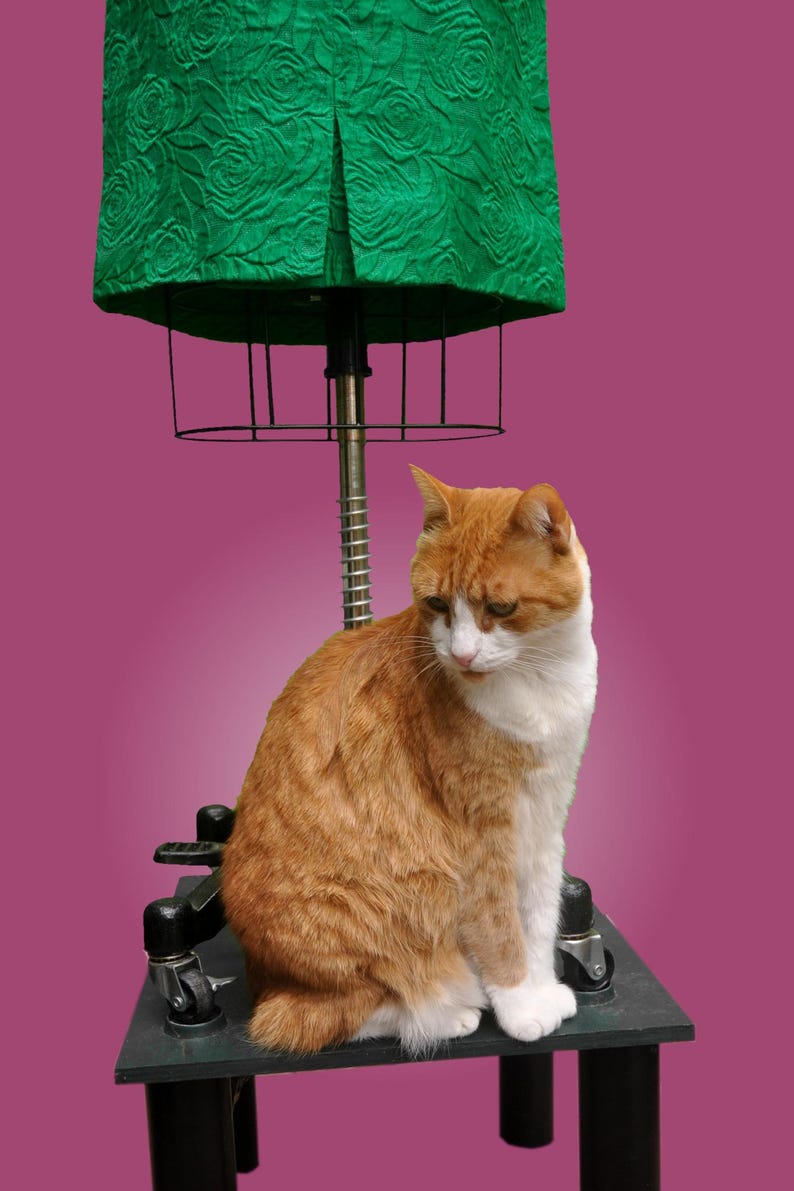 Puede incluir: Un gato jengibre y blanco sentado en un soporte de metal negro con ruedas. El soporte est&aacute; cubierto con un maniqu&iacute; de tela verde.