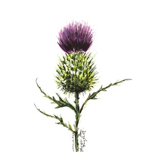 Thistle 5" x 7" art print