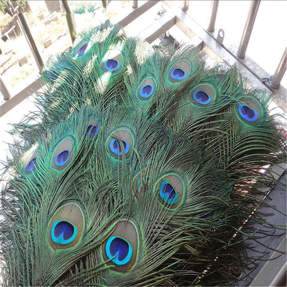 High Quality Peacock Feathers 25-30 CM Beautiful Natural 