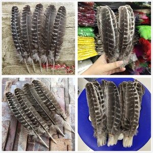 May include: A bunch of brown and white striped feathers with a natural quill. The feathers are arranged in a fan shape and are approximately 25 cm long.