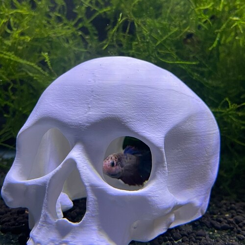 Aquatic Skull Hideaway! Perfect for Betas! | 3 Sizes!