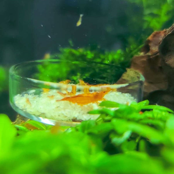 Shrimp & Snail Feeding Dish Glass | Works With Snails!