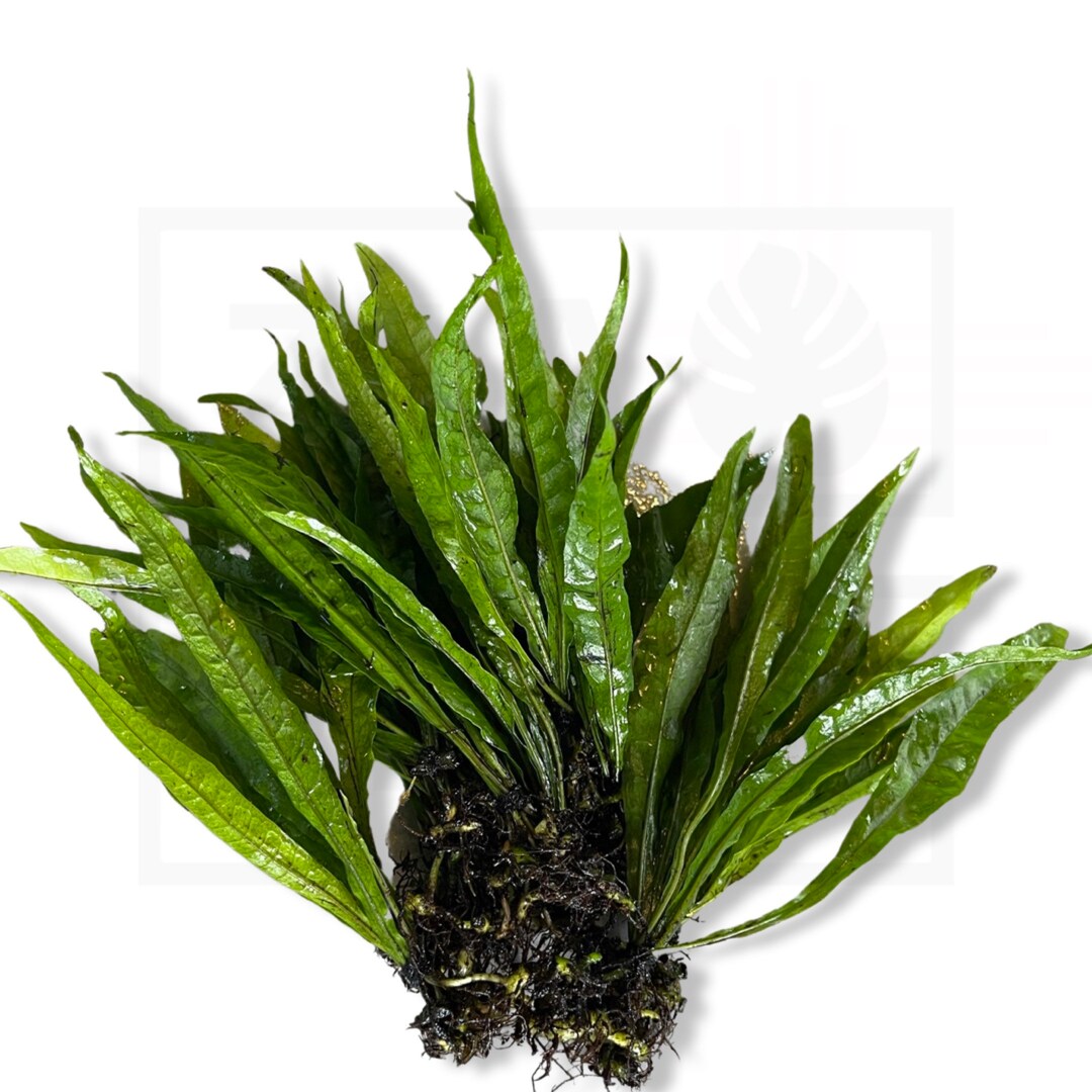 Narrowleaf Java Fern Needleleaf Microsorum Pteropus Etsy