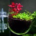 2” Transparent Aquarium Planter (2” Inch Diameter) | Aquatic Plant Pot 