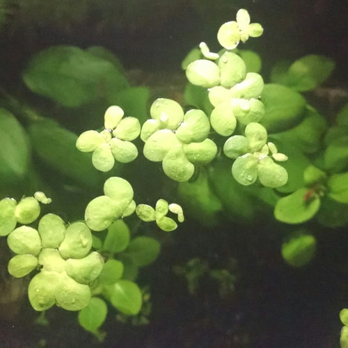 Giant Duckweed - Spirodela Polyrhiza | Floating Plant |