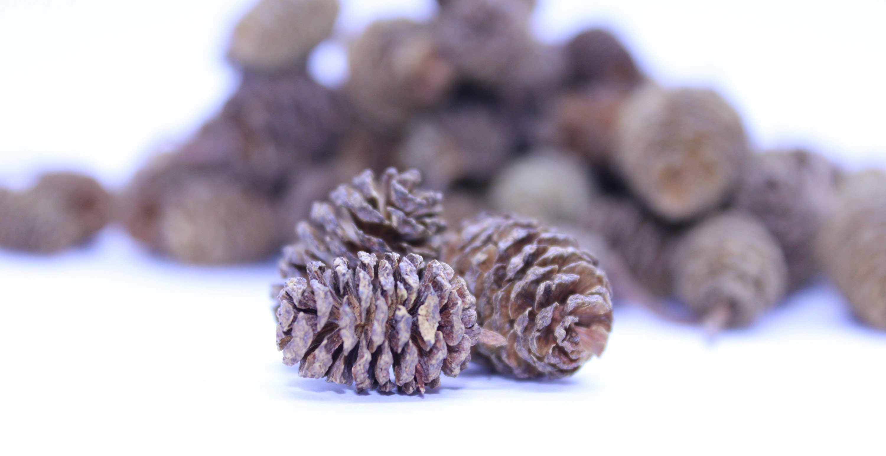 Alder Cones for Aquarium | Shrimp Tank Supplement