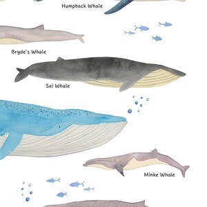 Nursery Whale Print Beluga Art Printable Types of Whales - Etsy