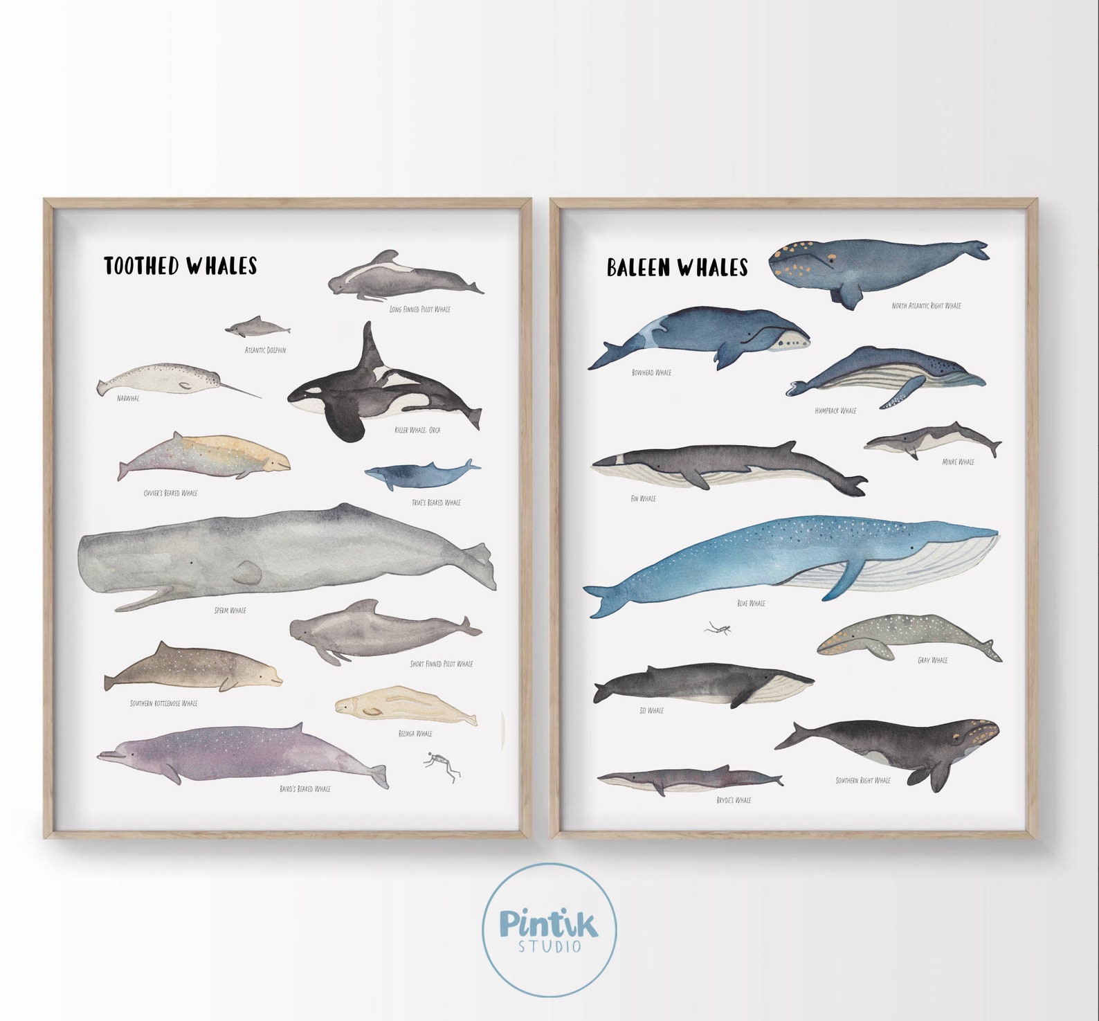 Whale Nursery Printable Set of 2 Printstypes of Whales Art - Etsy