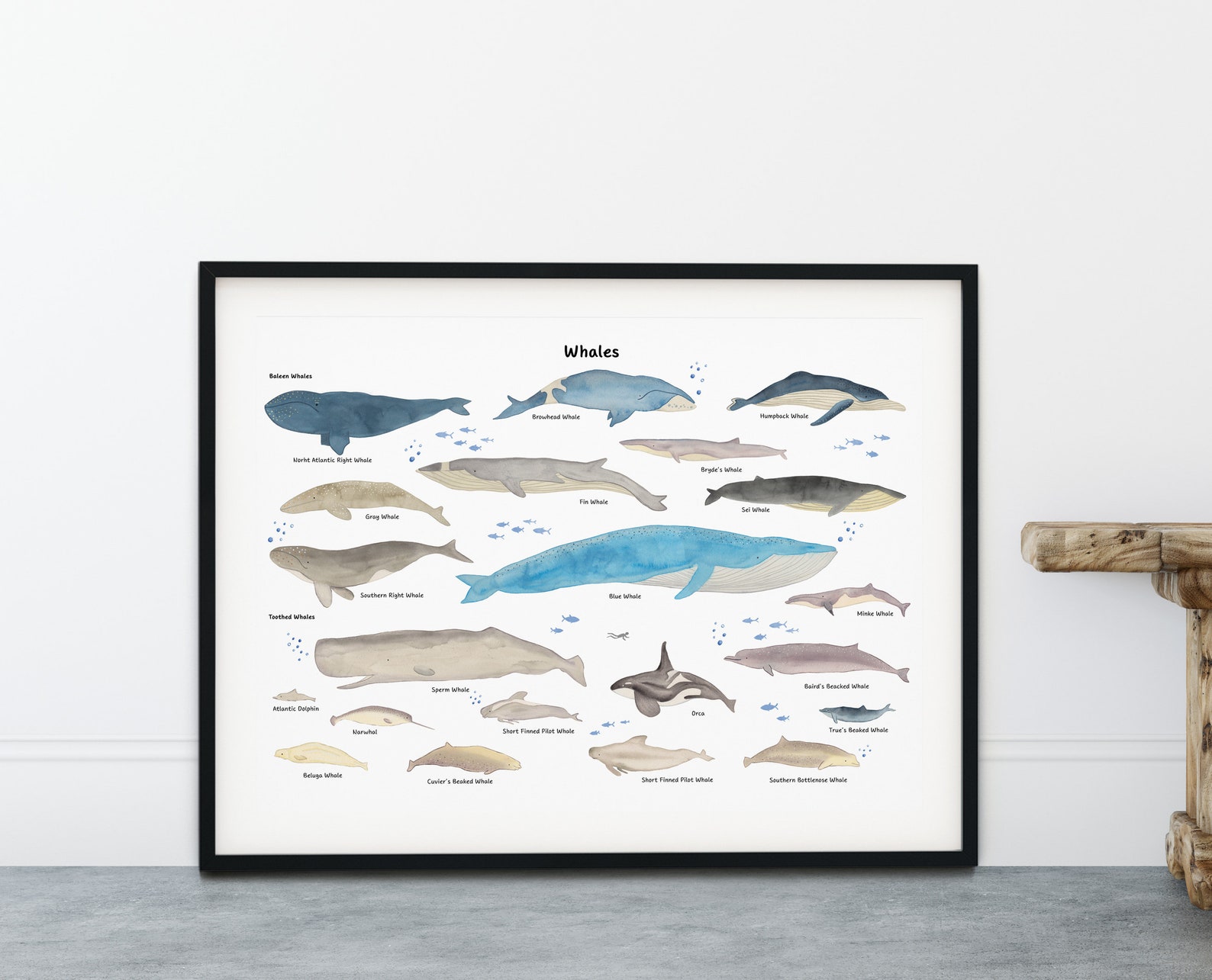 Nursery Whale Print Beluga Art Printable Types of Whales | Etsy