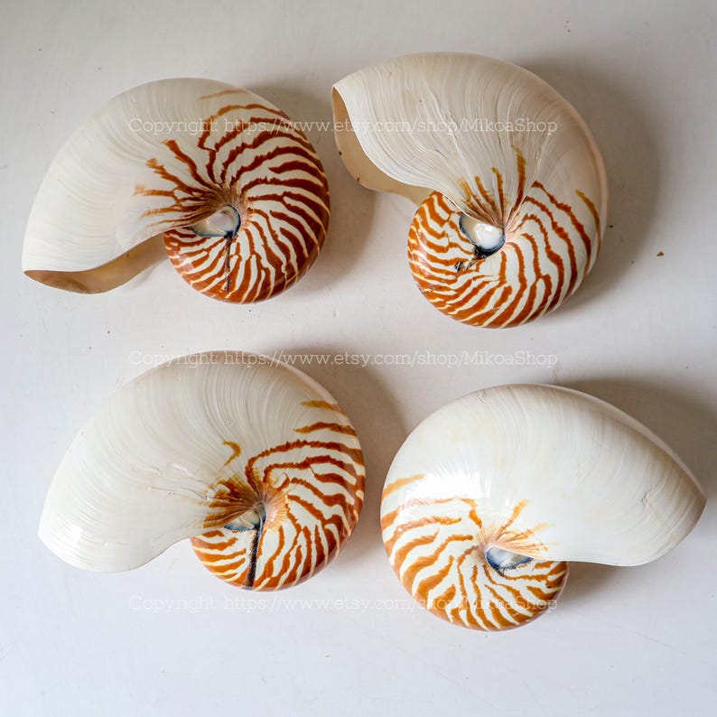 Large Seashell Collection RARE Chambered Nautilus Conus Seashell Ocean ...