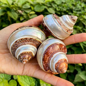 Puede incluir: Tres conchas nacaradas con patrones en espiral marrones y blancos. Las conchas tienen una superficie lisa y brillante y están dispuestas en una mano. Las conchas tienen una forma natural y orgánica, y los colores son una mezcla de marrón, blanco y tonos iridiscentes.