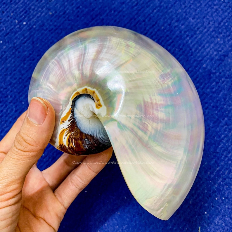 Chambered Nautilus Large Seashell Collection RARE Conus Seashell Ocean ...