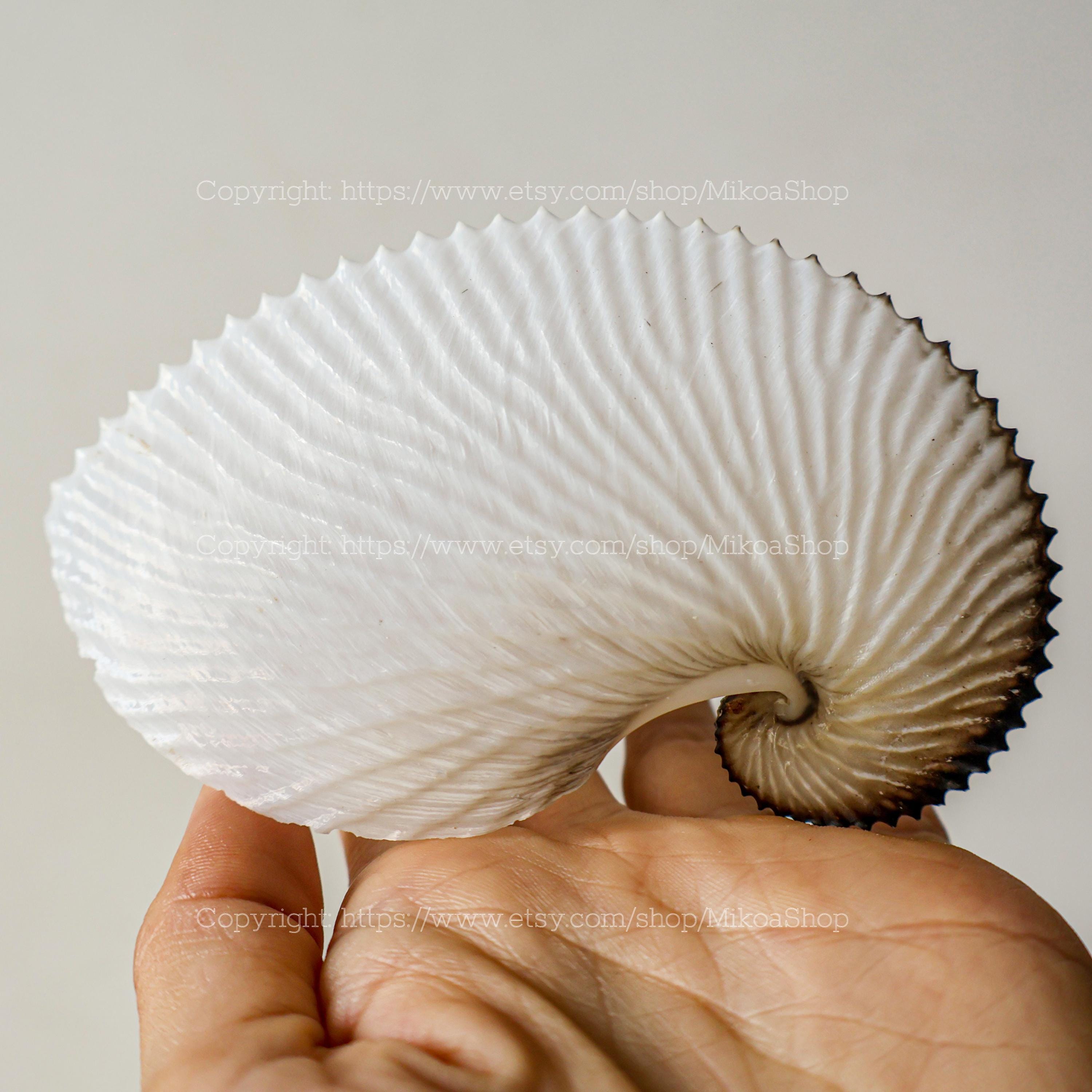 RARE Seashell Collection Paper Chambered Nautilus Conus Seashell Ocean ...