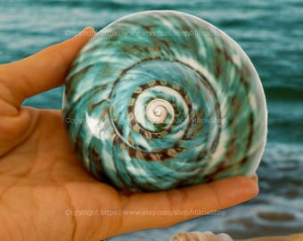 Green Turbo Shells Polished Shell Collection Conus Sea Shell Crab Sea Shell Decor Shell for Home Decor Large Jade Turbo Shell Hermit Crab