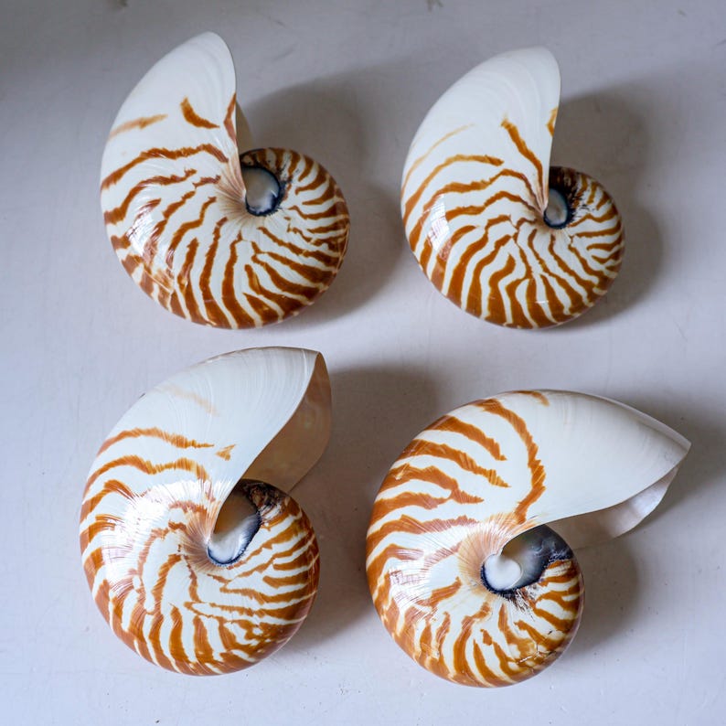 Large Seashell Collection RARE Chambered Nautilus Conus Seashell Ocean ...