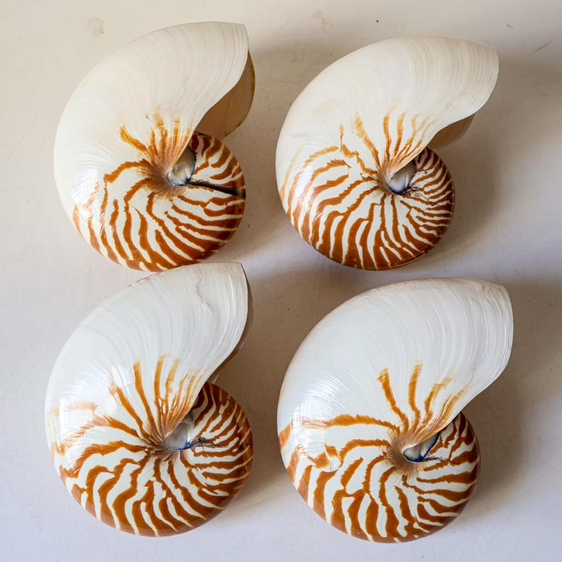 Large Seashell Collection RARE Chambered Nautilus Conus Seashell Ocean ...