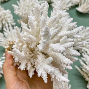 白珊瑚、天然珊瑚、本物の珊瑚、水槽の装飾、水槽の装飾、海の装飾