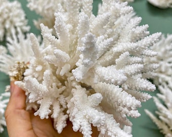 May include: Close-up of white coral with a textured, branching structure. The coral is held in a hand, with other pieces visible in the background. The coral has a natural, organic appearance, and is a bright white color.